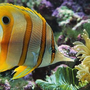 Meet your Posher, Stefanie